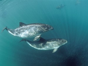 harbor-porpoises