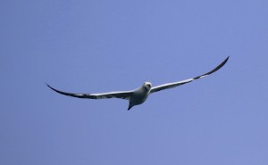 Gannet1