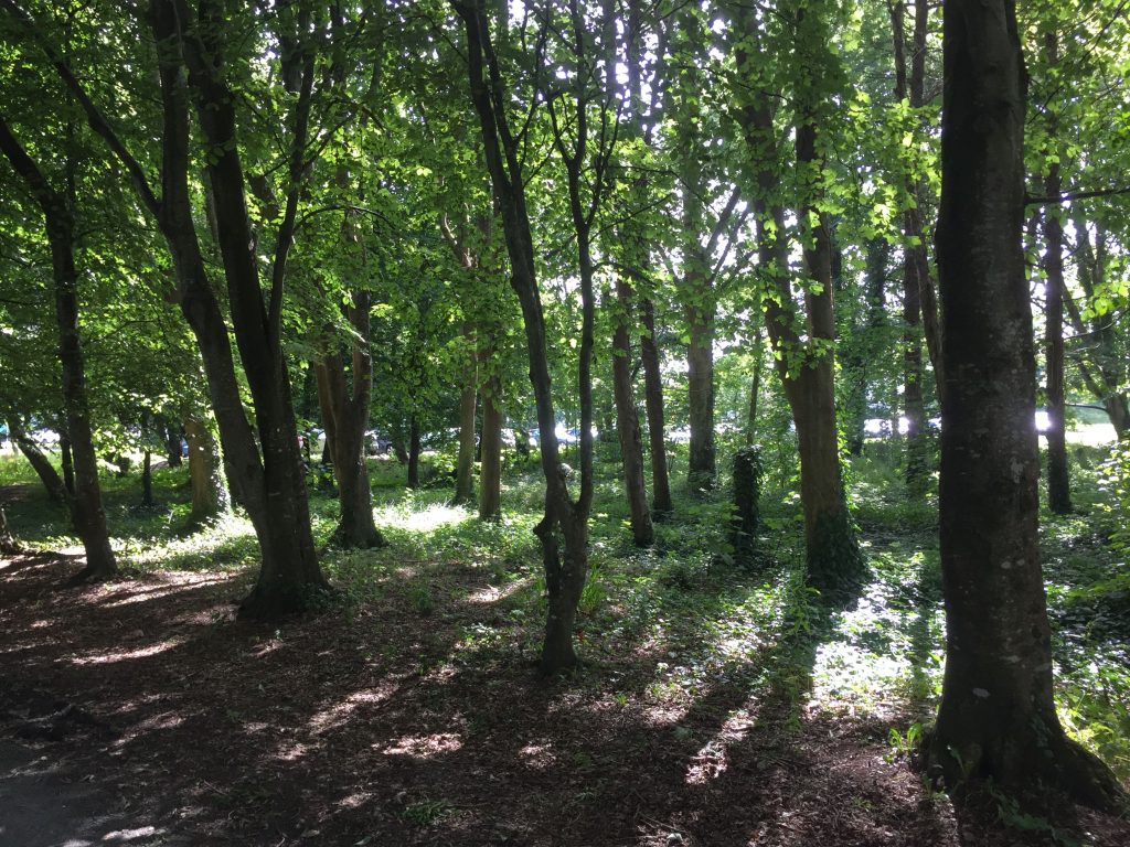 Decidious woodland along the Biodiversity Trail at NUI Galway. Photo: NUI Galway