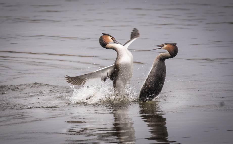 Overall Winner for 2019 is photo of Great Crested Grebes by Suzanne Behan